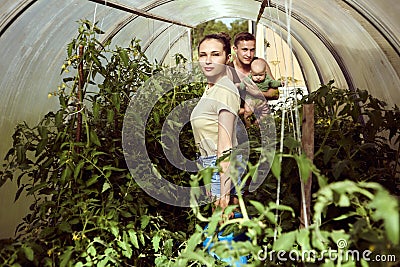 Young family of three in greenhouse, woman is watering tomatoes, man is holding six month old baby daughter in his arms. Stock Photo