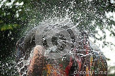 Young fancy Elephant playing water. Stock Photo