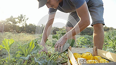 Young farmer harvesting a bush pumpkin in wood box at field of organic farm. Stock Photo