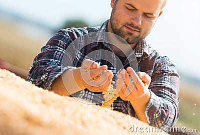 Farmer looking at corn grains in tractor trailer Stock Photo