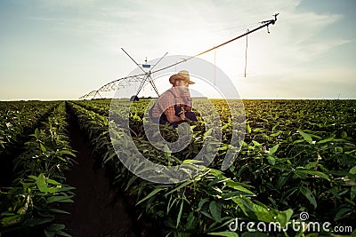 Young farmer in pepper fields Stock Photo