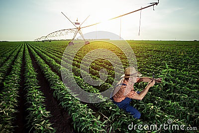 Young farmer in pepper fields Stock Photo