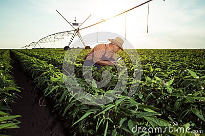 Young farmer in pepper fields Stock Photo