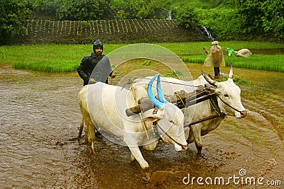 Young farmer plowing rice paddy field with a pair of oxen, near Lavasa Editorial Stock Photo