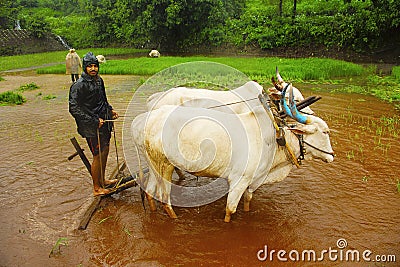 Young farmer plowing rice paddy field with a pair of oxen, near Lavasa Editorial Stock Photo