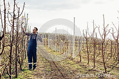Farmer pruning fruit trees in spring garden Stock Photo