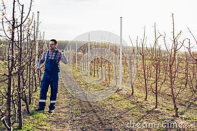 Farmer pruning fruit trees in orchard Stock Photo