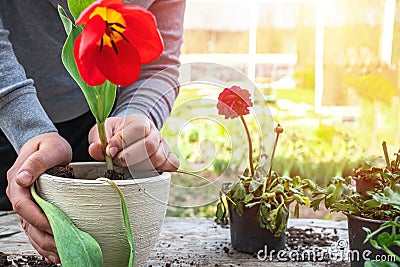 A young farmer transplants a large red tulip from a white ceramic pot. Spring works in the garden Stock Photo