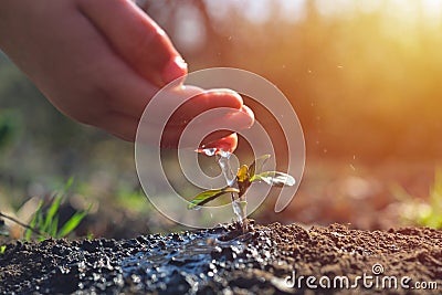 Young farmer watering a young plant growing in garden with sunlight. Earth day concept Stock Photo