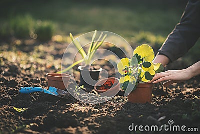 Young farmer woman replanting a seedlings in the garden. Hyacinth and muscat flower. Concept of gardening. Stock Photo