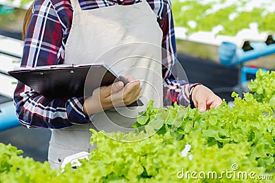 Young farmers are monitoring the hydroponic water system and nutrients in order to control the quality of organic vegetables to Stock Photo