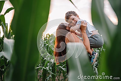 Young father, mother cute baby walking nature road near cornfield holding hands in summer Stock Photo