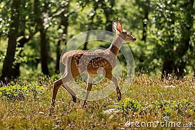 Young fawn on the forest Stock Photo