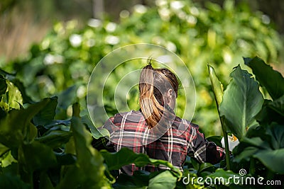 young female agronomist pasture in a field on a farm in australia, woman working in agriculture in spring Stock Photo