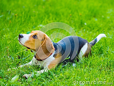 Young female beagle dog lying in grass Stock Photo