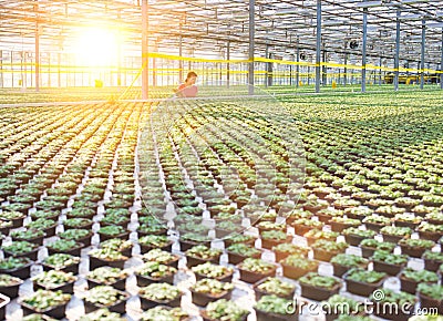 Young female botanist working in greenhouse with yellow lens flare Stock Photo