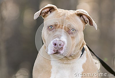 Tan and white rednose American Pitbull Terrier dog Stock Photo