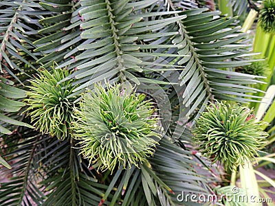 Young female cones of Wollemi Pines Stock Photo