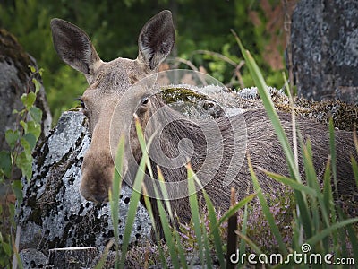 A young female elk close up. Stock Photo