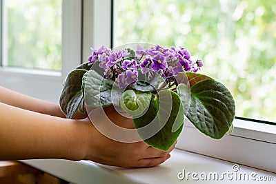 Young female hands hold flower pot with blossoming african violet flower saintpaulia Stock Photo