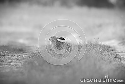 Young Female Hare Sitting in the Grass (Lepus europaeus) Stock Photo