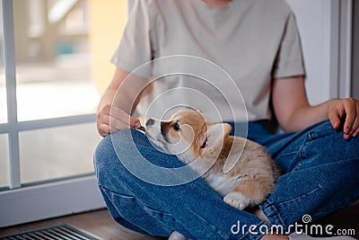 Young female holding Cute little Pembroke Welsh Corgi puppy. Taking care and adopting pets concept. Lifestyle minimalism Stock Photo