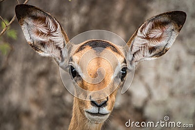 Young female Impala starring at the camera. Stock Photo