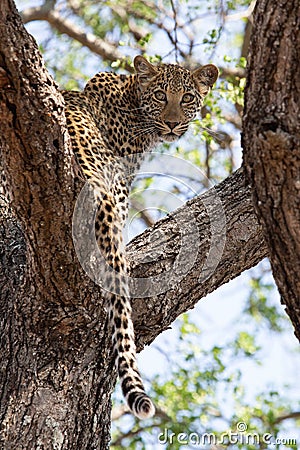 A young female leopard looking back from within a knobthron tree Stock Photo