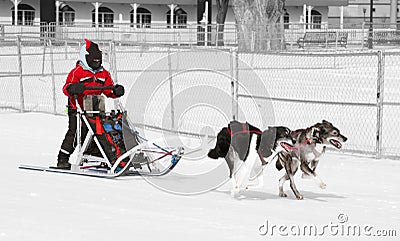 Young Female Musher and Her Dog Team Stock Photo