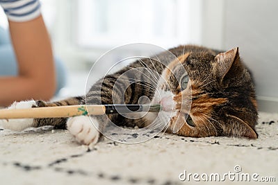 Young female owner plays with her beloved fluffy pet at home and enjoy positive emotions Stock Photo