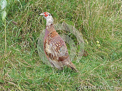 Young female pheasant on the edge of the meadow Stock Photo