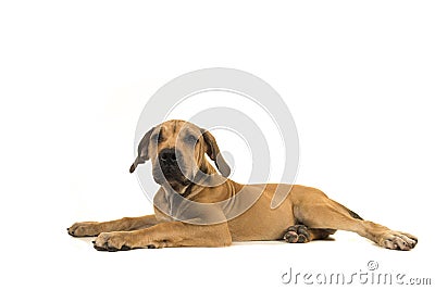 Young female south african mastiff dog seen from the side facing the camera Stock Photo