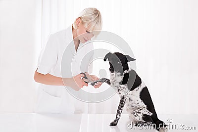 Vet Trimming Dog`s Toenail Stock Photo