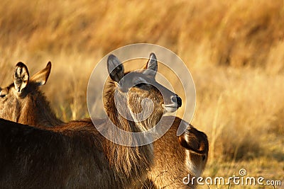 Young female Waterbuck Stock Photo