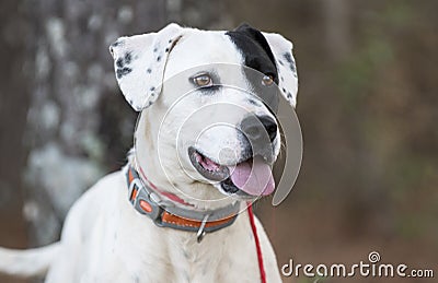 Happy Dalmatian Pointer mixed breed dog outside on leash Stock Photo