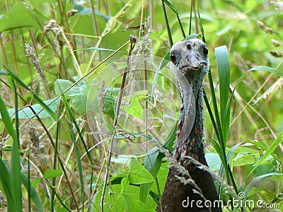 Young Female Wild Turkey Hen with a Sweet Expression in Tall Grass Stock Photo