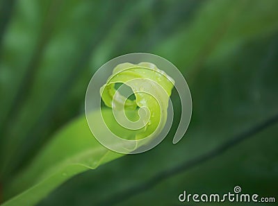 young fern Stock Photo