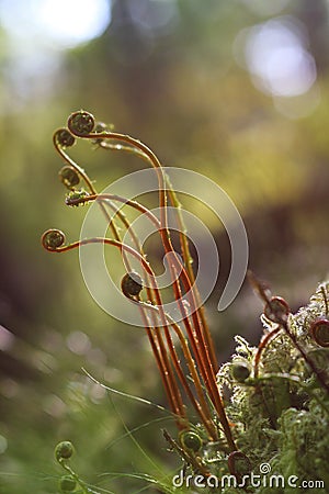 Young fern fronds Stock Photo