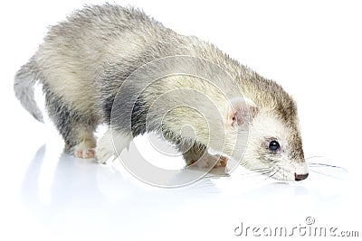 Young ferret. Stock Photo