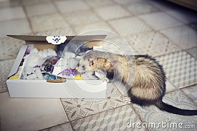 Young ferrets examines the play box. Curious animal pet in home with toys Stock Photo