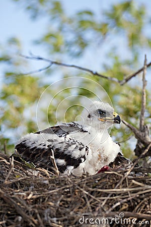 Young Ferruginous Hawk Chick Stock Photo