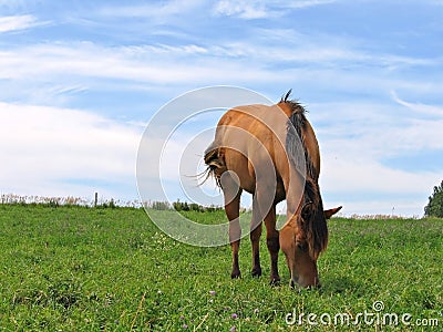 Young filly grazing Stock Photo