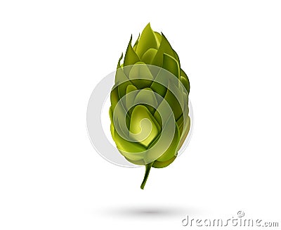 Young fir cone bud isolated on white background. Beer hop Vector illustration. Vector Illustration