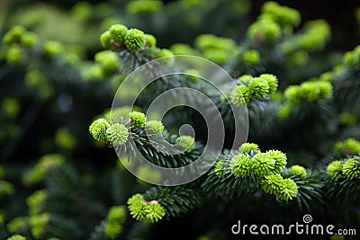 Young fir-tree branches with small needles Stock Photo