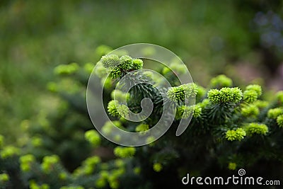 Young fir-tree branches with small needles Stock Photo