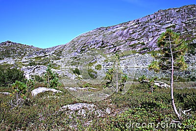 Young fir trees against lake and Sayan ridge Stock Photo