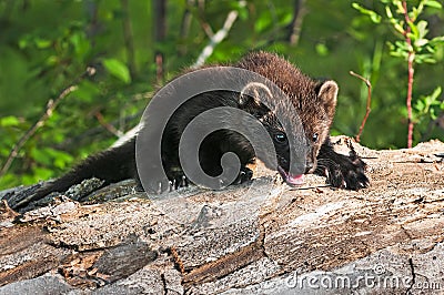 Young Fisher (Martes pennanti) Climbs Over Log Stock Photo