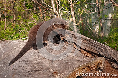 Young Fisher (Martes pennanti) on Log Stock Photo