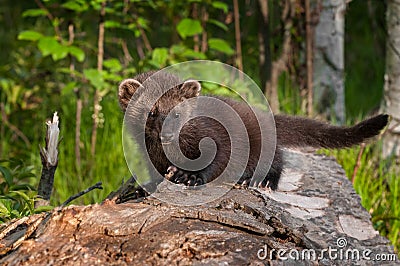 Young Fisher (Martes pennanti) Looks Forward from Atop Log Stock Photo