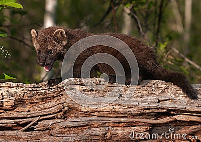 Young Fisher (Martes pennanti) Open Mouth on Log Stock Photo